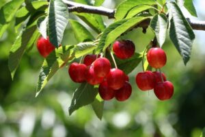 La bellezza della natura ci offre preziose piante che producono gustose ciliegie e mele, cibo ricco di proprietà benefiche per la nostra salute