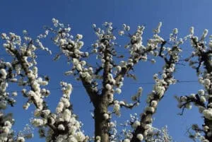 Un susino giapponese in fiore, con i suoi fiori di cotone bianco simili a ciliege una pianta davvero bellissima