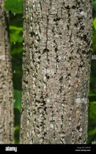 Scopri questo albero di tiglio di Redmond, una pianta che cresce con un tronco forte e robusto che sostiene una miriade di foglie di un verde intenso Una visione di natura incontaminata