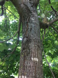 Immagine di un albero di tiglio della Virginia, con un tronco massiccio e una folta vegetazione di foglie verdi Una pianta iconica che rappresenta le forza della natura