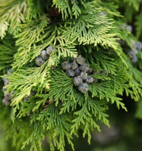 Questa foto mostra una bellissima Lawson Cypress, una conifera molto comune Una pianta che appartiene alla famiglia degli Abeti e dei Pini, spesso usata come albero ornamentale La sua forma a cono è simile a quella dellAbete Bianco, rendendolo una specie molto popolare