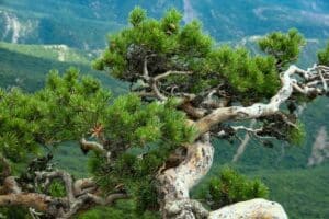 Questa immagine mostra un pino contorto montano, un albero simbolo di forza e resistenza, che cresce in un vaso con una ricca vegetazione di conifere intorno È una rappresentazione della bellezza della foresta pluviale, del bosco e del legno Uno spettacolo della natura da ammirare