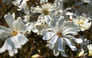 La magnifica Magnolia è un albero con fiori incredibilmente delicati Ogni fiore è fatto di petali soffici, simili a quelli di una margherita, con una corolla di antere ricche di polline Ma la magnolia è più di una semplice pianta da fiore è un simbolo di bellezza e di unicità, come i suoi fiori di geranio