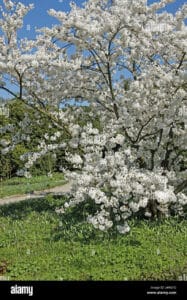 Questa immagine mostra un paesaggio montano con un albero di ciliegio in fiore, circondato da vegetazione e erba La fioritura di ciliegio offre una vista spettacolare, come se la montagna fosse ricoperta da un manto di fiori rosa Una scena meravigliosa di natura!
