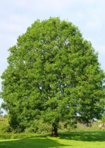 Un tronco dalbero di quercia americana, con lerba che cresce intorno, e sopra un tiglio che si erge verso il cielo, come a ricordarci la forza e la bellezza della natura