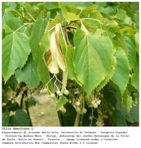 Questa immagine ritrae un tiglio americano, un albero da frutto che cresce in varie parti degli Stati Uniti La sua chioma è formata da foglie di quercia e da delicate foglie di tiglio I suoi rami sono costellati da frutti dolci e da fiori di colore giallo, creando uno spettacolo unico nel suo genere
