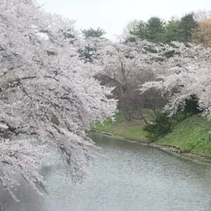 Una scena di primavera incantevole un albero di ciliegio in fiore, un canale e uno stagno in un paesaggio naturale allaperto, una meraviglia chiamata Higan no Sakura
