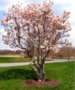 Una magnifica magnolia in fiore in un prato allaperto, circondata da una rigogliosa vegetazione ed un colorato fioritura di ciliegio Un meraviglioso scenario naturale in un parco, per godere della bellezza della natura
