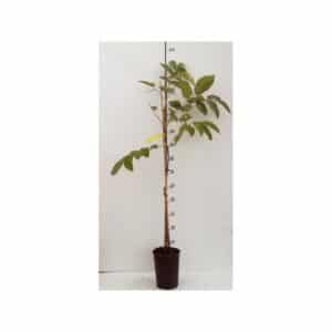 Questa bella composizione floreale è ununione di alcune delle più belle piante un albero di noce comune, una palma e una foglia in vaso, abbelliti da un fiore delicato Un mix di colori e texture che rende questa composizione unica e speciale