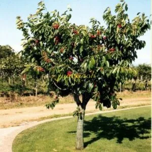 Una rappresentazione visiva di bellezza e salute una pianta rigogliosa di frutta e verdura, un albero ricco di prodotti freschi e naturali, la scelta ideale per una dieta sana ed equilibrata!