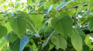 Un magnifico albero americano ricco di vegetazione e fiori La sua foglia di colore verde è una pera di Tiglio, la pianta perfetta per abbellire il tuo giardino