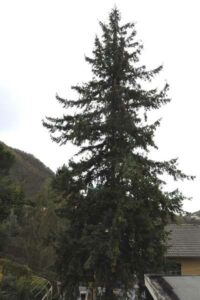 Questa immagine mostra un imponente abete Douglas, una conifera dal colore bianco e dalle ramificazioni tipiche di un albero di pino