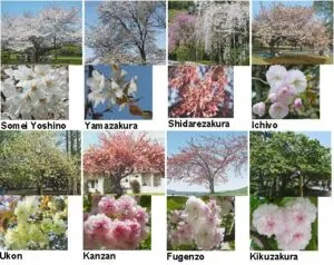Un divertente collage di arte che ritrae una pianta di Yoshino Ciliegio in fiore, con tanti petali rosa che creano unincantevole fioritura