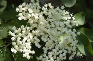 Questa foto mostra un fiore di sambuco nero della famiglia Apiaceae con sue erbe e foglie Una pianta aromatica dai profumi intensi, le sue infiorescenze sono usate come erbe per insaporire diversi piatti