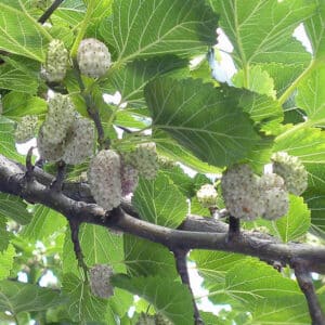 Una fotografia che ritrae un Albero di Gelso dai suoi frutti succosi e dai suoi fiori tigliosi e boccioli di Ananas Una Ghianda ha appena preso un boccone di un frutto dallalbero, mentre le foglie si muovono al vento