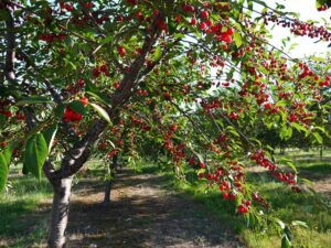 Una scena di bellezza naturale e ricca di vita un albero di ciliegie in fiore, circondato da una verde vegetazione, pronto a produrre deliziosi e succulenti frutti Una dolce immagine di bellezza incontaminata