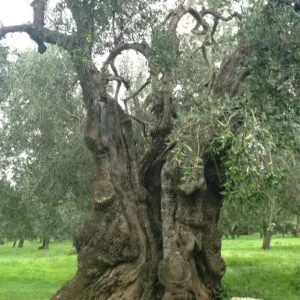 Immagine di un magnifico boschetto di ulivi americani, una scena di pace e serenità, con un tronco di albero in primo piano e una vegetazione lussureggiante che si estende fino ai cespugli di conifere e tassi Una bellissima pianta in vaso che rappresenta la natura nella sua massima espressione