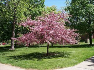 Una meravigliosa scena di bellezza naturale un giardino ricco di vegetazione, erba, fiori e alberi, con un parco, un boschetto, un bosco e un cortile Unimmagine che cattura la magia della natura e la bellezza dei suoi elementi
