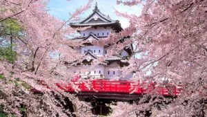 Una persona sotto un albero di ciliegio cinese in fiore Una visione suggestiva che mostra la bellezza della fioritura di ciliegio