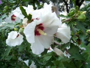 Questo delizioso fiore di ibisco è una splendida aggiunta alla vegetazione I suoi petali rosa e le sue antere erbacee brillano alla luce del sole, mentre le sue foglie morbide conferiscono un tocco di eleganza in più Un fiore unico ed esotico che rende ogni giardino più bello!