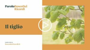 Una fotografia di un albero di Tiglio rosso con una grande foglia verde su un poster pubblicitario con una ricca vegetazione in primo piano Una scena ricca di vita che ci ricorda limportanza di rispettare la natura, le cui fronde sono pronte a donarci i loro frutti