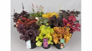 Una folgorante bellezza autunnale, rappresentata da una pianta in vaso, con una meravigliosa composizione floreale di fiori che spiccano su uno sfondo di ceramica Una persona ammira questa scena e ammira la foglia di una delle piante, che riposa in una graziosa scatola di ceramica Un vero gioiello!