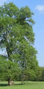 Un albero olmo comune, un albero di tiglio, un albero di quercia, un tronco secco e una ricca vegetazione circostante, con fiori di ogni colore che si stagliano contro il cielo azzurro Una meravigliosa scena di natura incontaminata