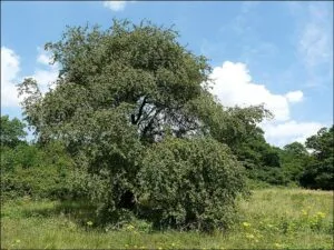 Questa immagine mostra un meraviglioso albero selvatico inondato di fiori, circondato da una ricca vegetazione di cespugli e piante Uno spettacolo unico di colori e suoni che offre allosservatore unesperienza di pace e armonia