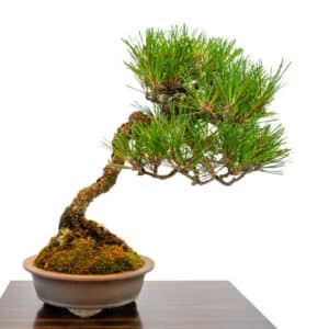 Questa immagine ritrae una scena di bellezza naturale un bonsai di pino domestico Pinus pinea in un vaso di fiori, circondato da una varietà di conifere e fiori Una visione esteticamente piacevole di un albero in fiore e conifere in armonia con la natura