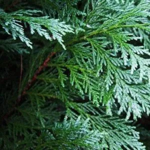 Questa immagine ritrae un albero di Port Orford Cedar, una conifera che appartiene alla famiglia dei Pini e delle Tasse E una pianta che cresce nella costa ovest degli Stati Uniti, ed è riconosciuta per la sua resistenza e la sua bellezza