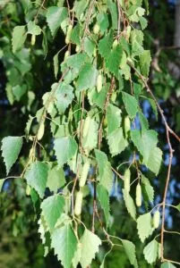 Un albero di Betula Pendula, che porta frutti di mele dolci e succose, un prodotto naturale e nutriente che rende lambiente circostante più verde e piacevole!