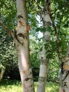 Una persona impugnando una betulla pendula come se fosse unarma, mentre si trova ai piedi di un albero di betulla morto