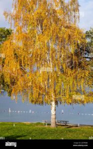 Unaffascinante betulla gialla immersa nella natura, che offre una scenografia idilliaca in una serena area aperta