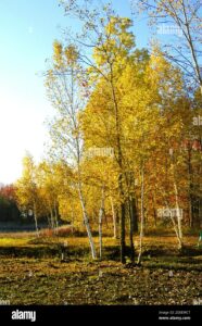 Una bellissima betulla gialla, un albero dalla robusta vegetazione che trasmette un tocco di eleganza al paesaggio