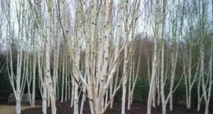 Questa immagine cattura una scena idilliaca di un boschetto di betulle grigie in una foresta Lalbero, parte integrante della vegetazione, è in un ambiente allaperto e in armonia con la terra Uno scorcio di una foresta incontaminata