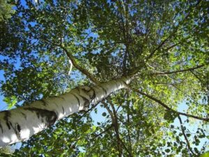 Un albero di betulla selvaggio in mezzo alla vegetazione naturale, che si staglia contro il cielo azzurro, come un simbolo di forza e stabilità in un mondo fluviale allaperto