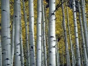 Unimmagine che rappresenta la bellezza della natura giapponese, con un albero di betulla Kaede che si erge tra le altre piante in unatmosfera di pace e serenità
