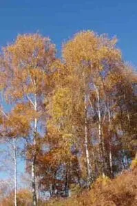 Un betulla del Kashmir che si erge imponente tra le arie aperte della natura, circondata da un boschetto di vegetazione e da una fitta foresta un albero simbolo della bellezza della foresta
