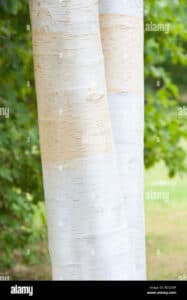 Questa immagine mostra una grande betulla del Kashmir, con un tronco imponente, una lussureggiante vegetazione intorno e un grillo che si arrampica su una mazza da cricket Un albero che rappresenta lo sport e la natura in perfetta armonia