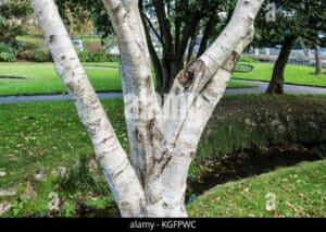 Questa foto mostra la bellezza della natura un tronco di betulla kashmir, un albero che cresce allinterno di una foresta ricca di vegetazione, che si estende allinfinito La betulla kashmir è una specie di albero che cresce in boschi e foreste mediterranee, e la sua presenza conferisce al paesaggio una bellezza profonda