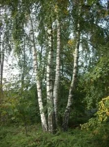 Questa foto mostra la bellezza unica della betula pendula, un albero di betulla che cresce allaperto in un ambiente selvaggio La vegetazione che circonda lalbero è una testimonianza della ricchezza della natura, e ricorda a tutti noi quanto sia importante proteggere la terra
