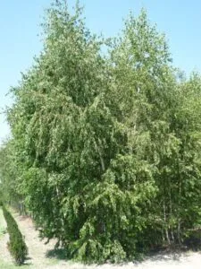 Una bellissima betulla pendula che si staglia contro uno sfondo di vegetazione verde e cespugli Un albero che porta con sé la magia della natura