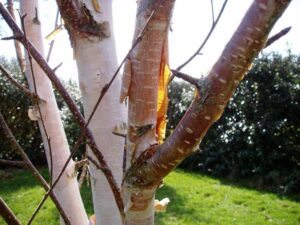 Immagine di una betulla rossa che si erge solitaria nella foresta, con il suo tronco dalbero e le sue foglie che si muovono al vento, circondata dalla natura e dalla vegetazione tipica di un bosco Una vista mozzafiato di una betulla rossa allaperto in una lussureggiante foresta