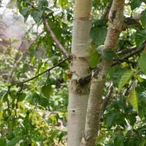 Questa fotografia ritrae una magnifica Betulla Virginia Rossa, un albero appartenente alla famiglia delle Betulaceae, che cresce allaperto in un bosco La sua vegetazione è caratterizzata da numerose foglie di un verde intenso che, insieme al tronco bianco, danno un tocco di eleganza al paesaggio
