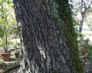 Questa immagine mostra una betulla virginia rossa, un albero che si distingue per le foglie di un colore rosso intenso e per il tronco scuro Leaf Plant, con le sue foglie piene di vitalità, è lideale per donare un tocco di natura al tuo spazio