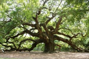 Un boschetto di pini e tigli dai tronchi bianchi e dalle fronde verdi, tra cui spicca una maestosa quercia Una scena di vegetazione allaperto, con la terra a far da sfondo, per un momento di pace e relax immerso nella natura