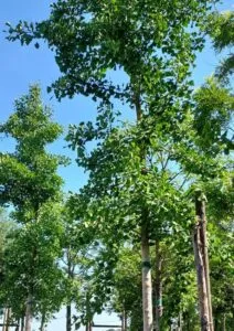 Questa immagine mostra un tronco di albero di ginkgo biloba in un boschetto La vegetazione e la natura dellambiente allaperto formano un suggestivo bosco La pianta di ginkgo biloba è una delle più antiche al mondo