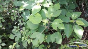 Una carta gelata ricoperta di foglie, piante, erba, erbe, vegetazione, fiori e viti un magnifico paesaggio di natura che ci fa godere della sua bellezza
