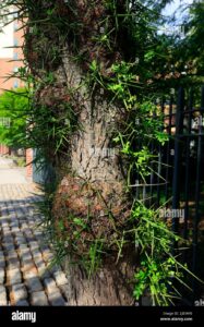 Un albero pregiato e secolare che si erge tra il sentiero e la città, racchiuso da una ricca vegetazione di viti ed un soffice manto di muschio Un tronco dalbero imponente, che simboleggia lunione tra natura e civiltà