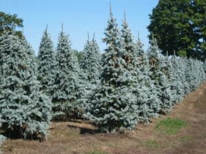 Questa foto mostra una spettacolare composizione di alberi coniferi nel Colorado una Spruce, un Abete bianco, un Abete, un Acero e un Pino La vegetazione circostante aggiunge un tocco di colore, rendendo questa scena naturale ancora più affascinante